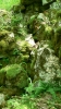 PICTURES/Cedar Sink Trail - Mammoth Cave NP/t_Moss & Ferns.JPG